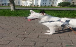 Mixed Breed dogs for adoption: 💖🐶 ATHENA 🐶💖 - Image 17