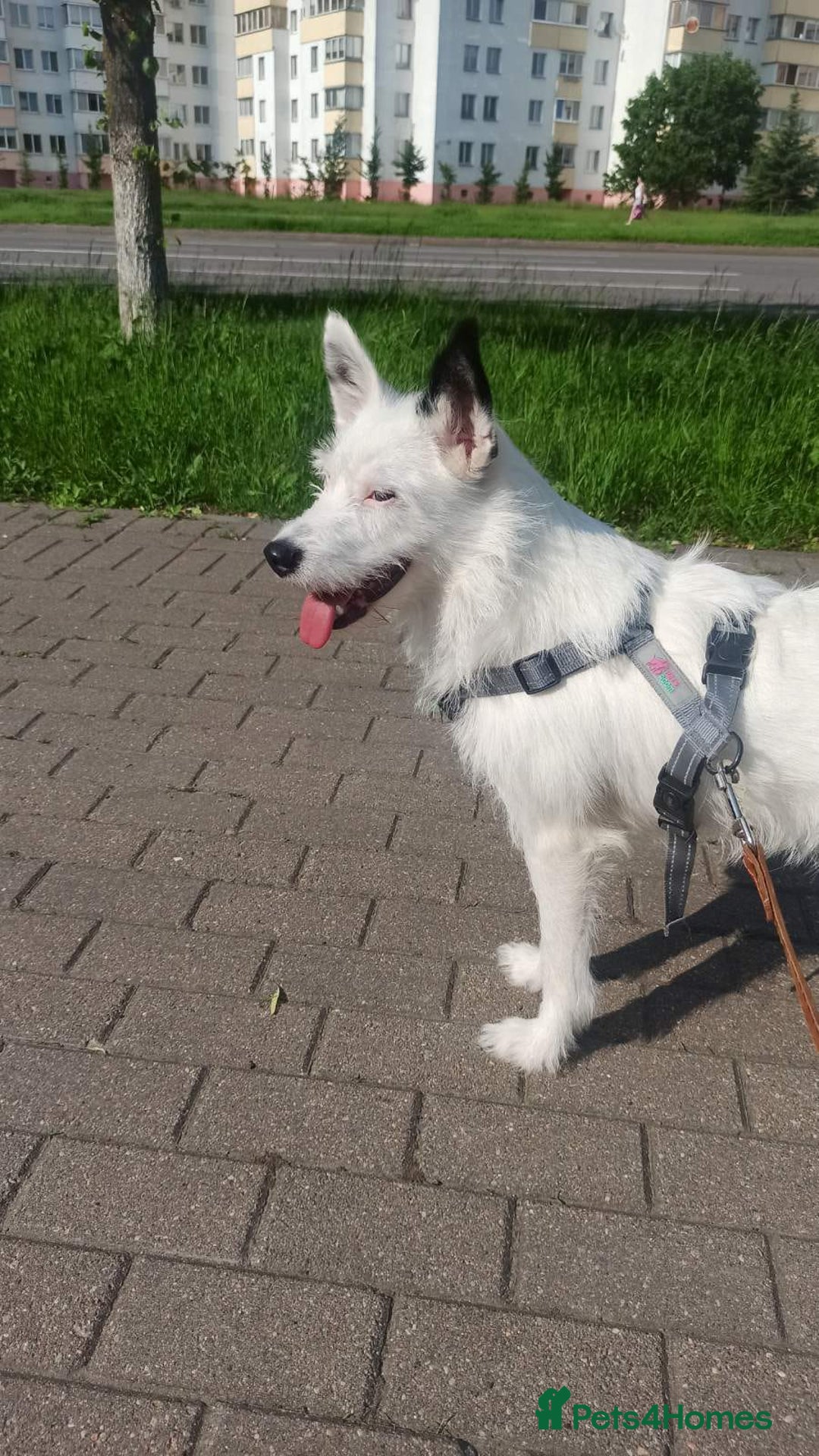 Mixed Breed dogs for adoption: 💖🐶 ATHENA 🐶💖 - Image 17