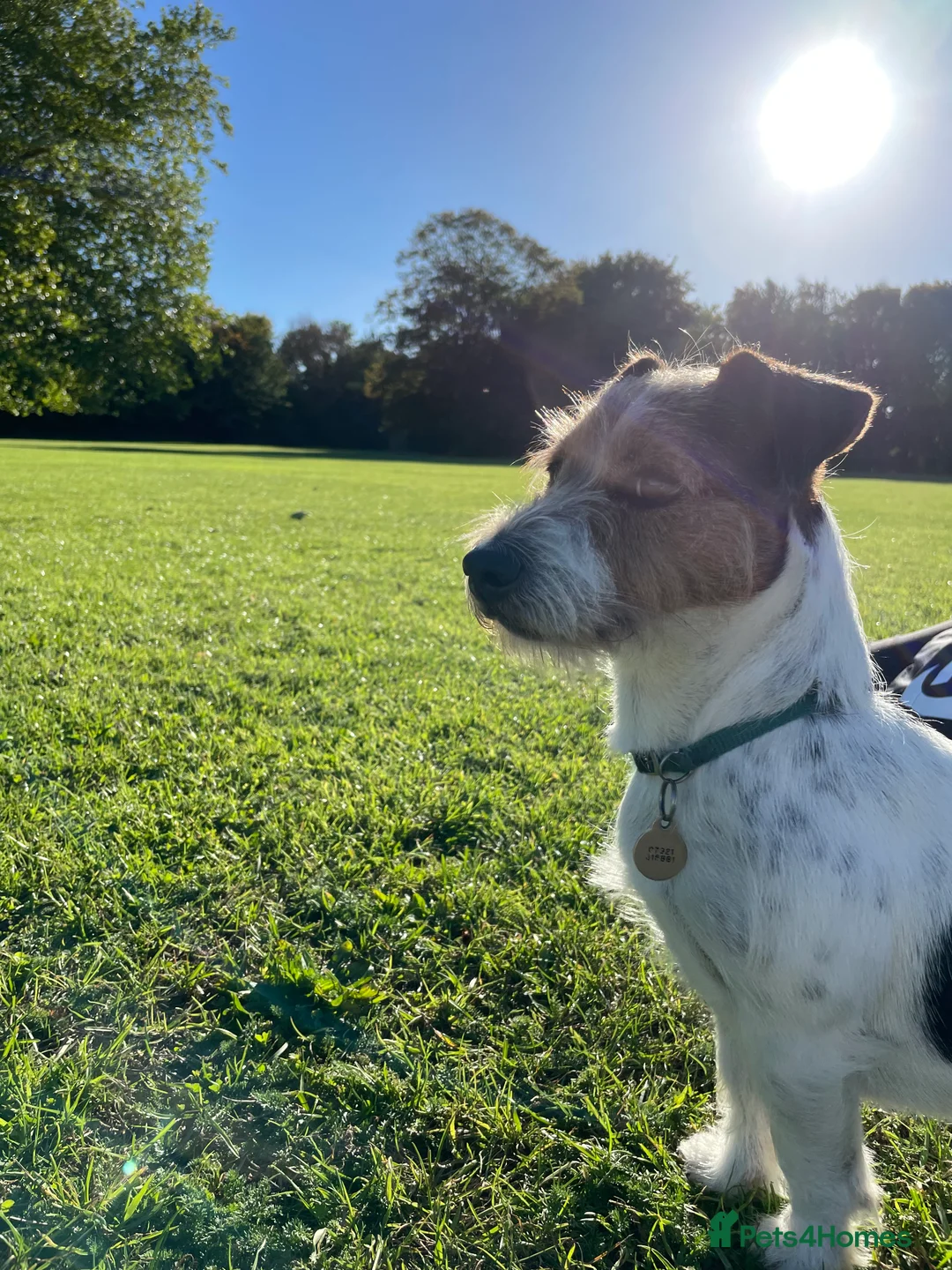Jack Russell dogs for stud: Jack Russell for Stud in Ipswich - Advert 3