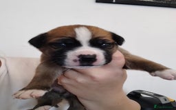 Mixed Breed dogs for sale: Beautiful mastiff cross pups - Image 13