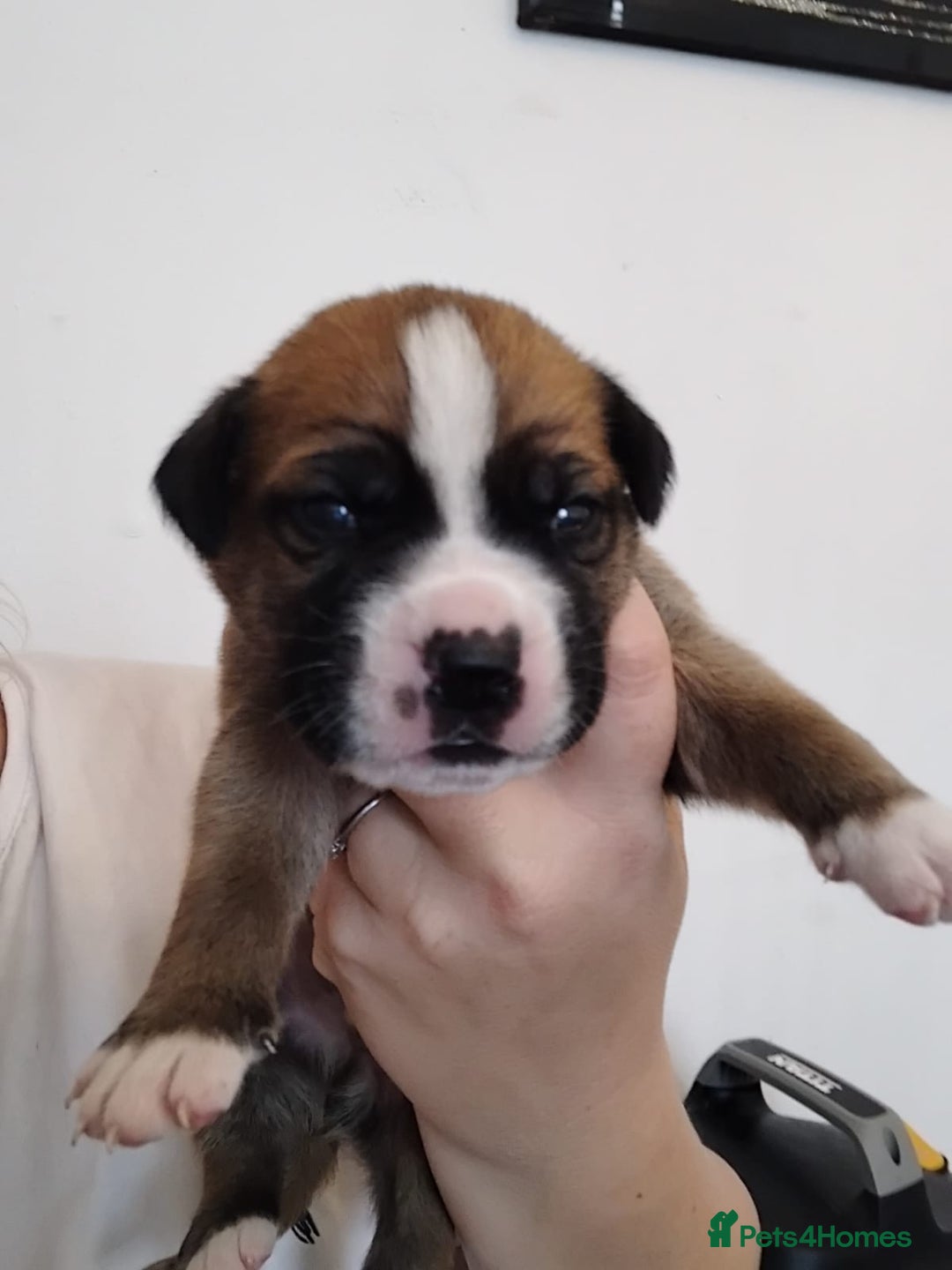 Mixed Breed dogs for sale: Beautiful mastiff cross pups - Image 13