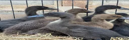Ducks poultry for sale: 3-4 week old ducklings  - Advert 1