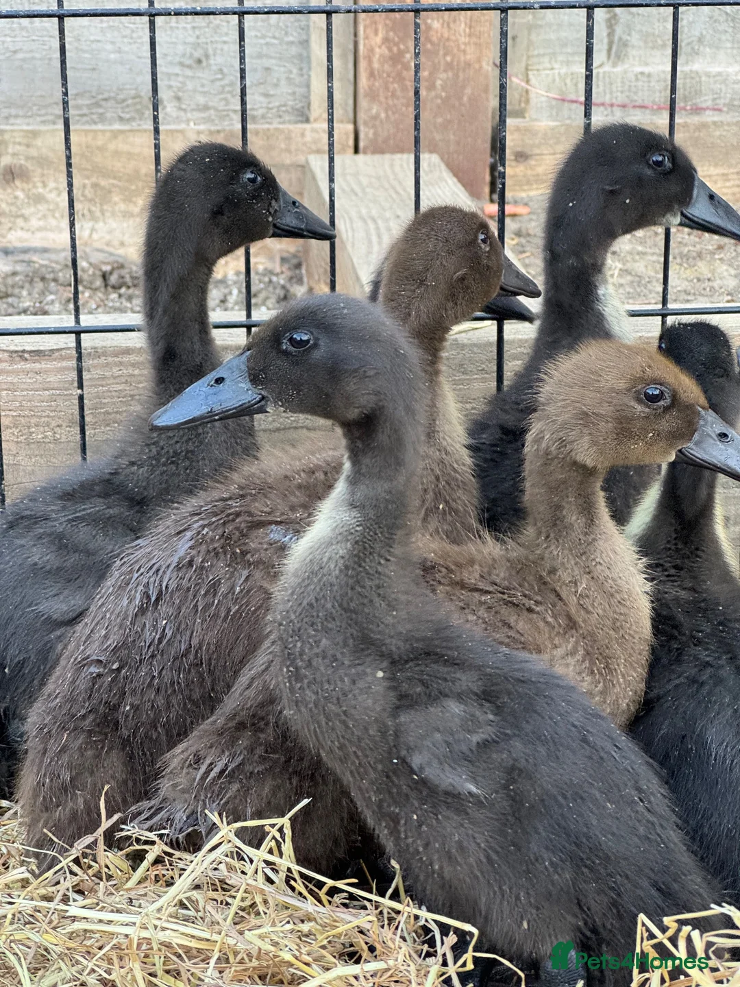 Ducks poultry for sale: 3-4 week old ducklings  - Advert 1