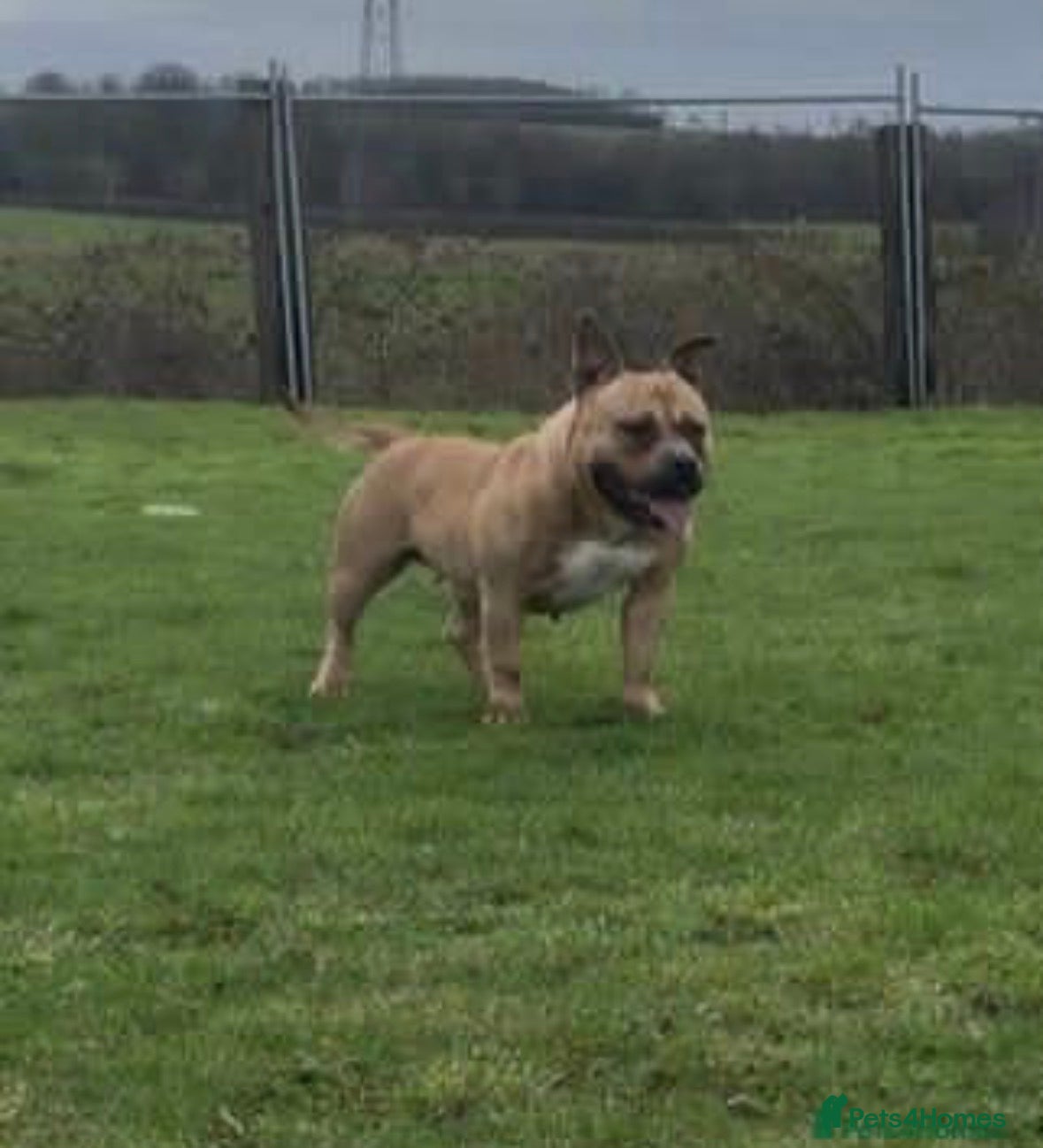 American Bully dogs Muscular American Pocket Bully  - Advert 1