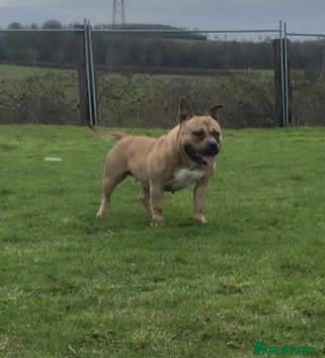 American Bully dogs for sale: Muscular American Pocket Bully  in Dagenham - Advert 1