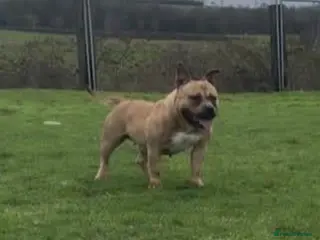 American Bully dogs Muscular American Pocket Bully - Advert 1