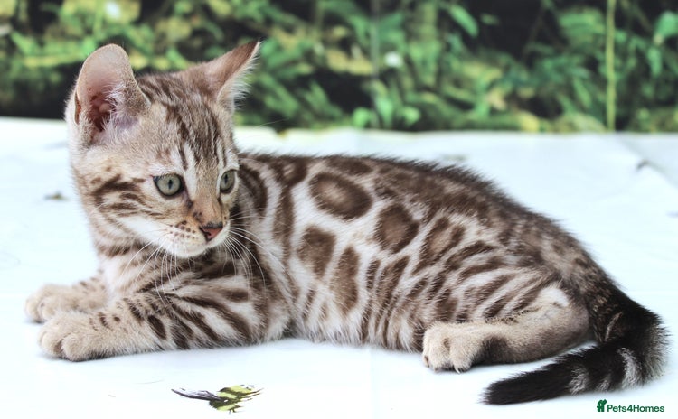 Bengal cats - Advert 4