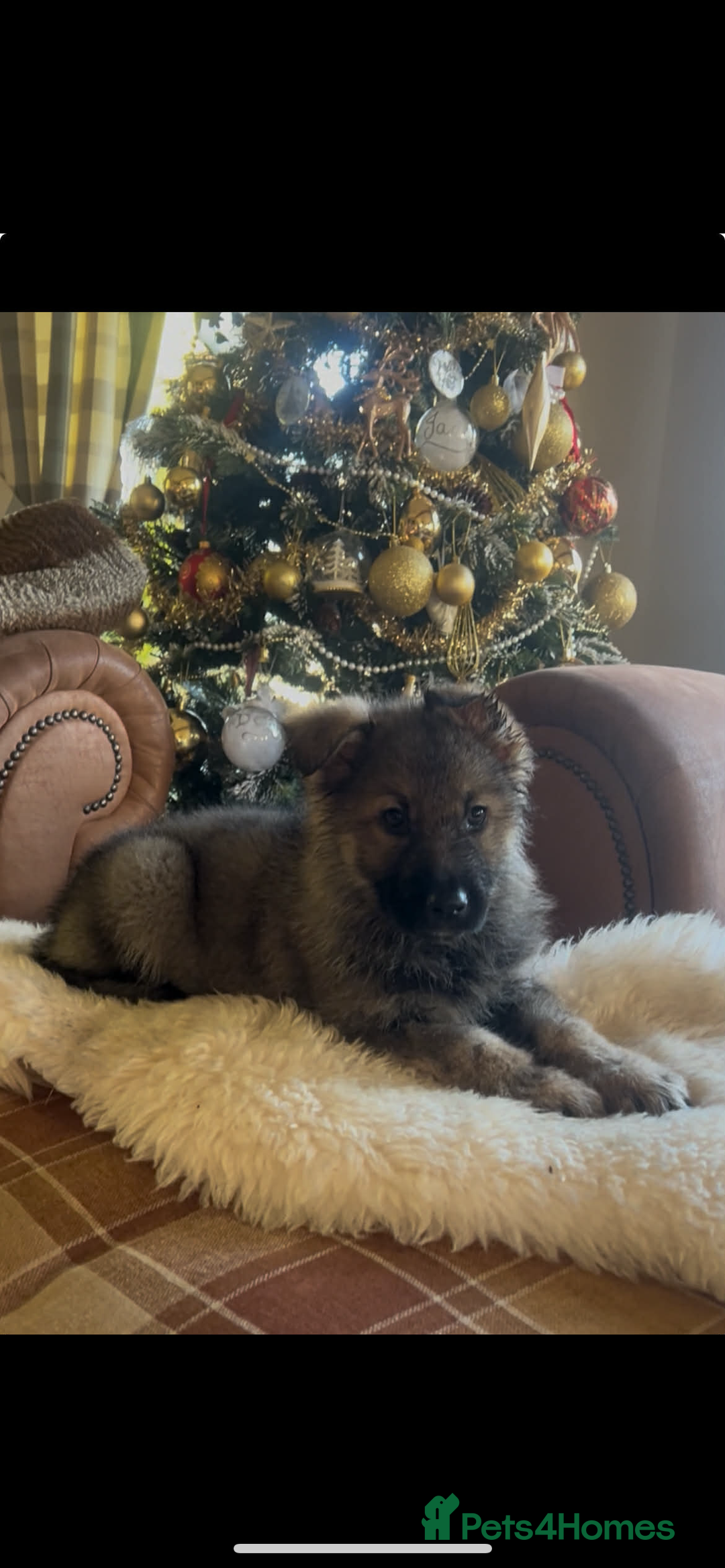 German Shepherd dogs for sale: Stunning German Shepherd Puppies - Advert 1