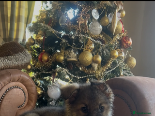 German Shepherd dogs Stunning German Shepherd Puppies - Advert 3