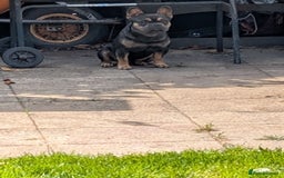 French Bulldog dogs for sale: Young male French bulldog  - Image 4