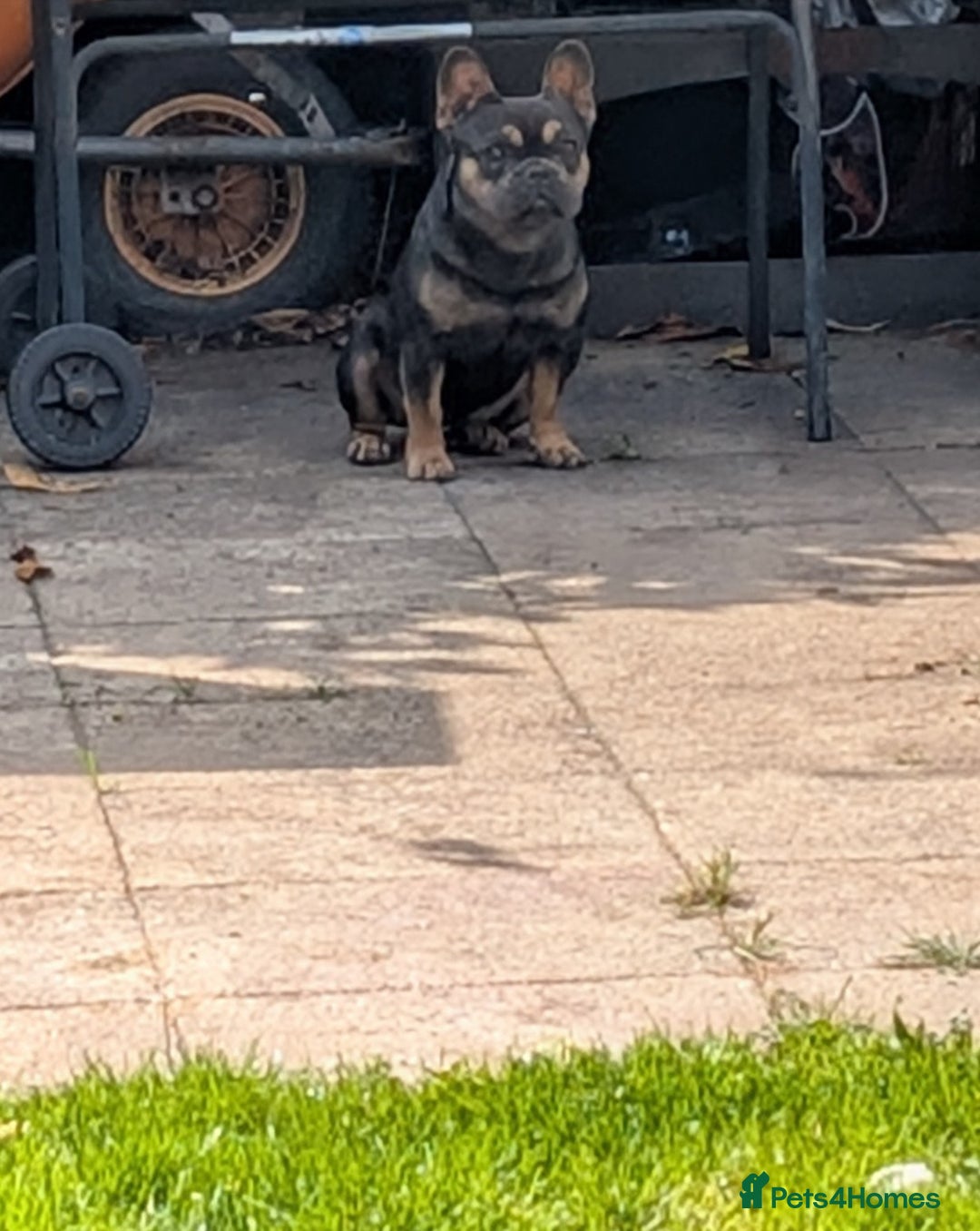 French Bulldog dogs for sale: Young male French bulldog  - Image 4