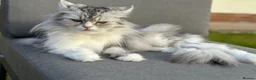 Persian cats for sale: 2 beautiful Persian kittens in Blackwood - Advert 4