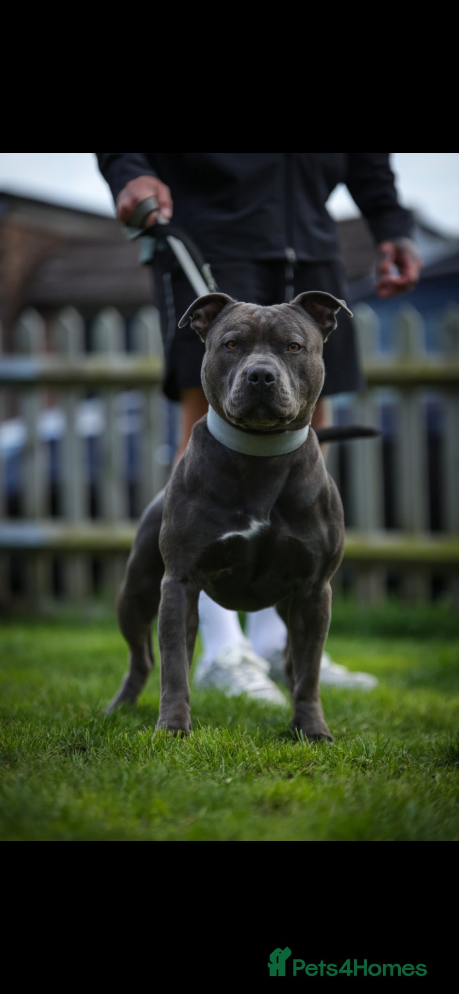 Staffordshire Bull Terrier dogs  Blu – The Ultimate Blue Gentleman - Advert 1