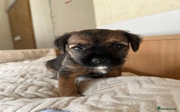 Border Terrier dogs for sale: Border Terrier Puppies - Ready now 🐾  - Image 23