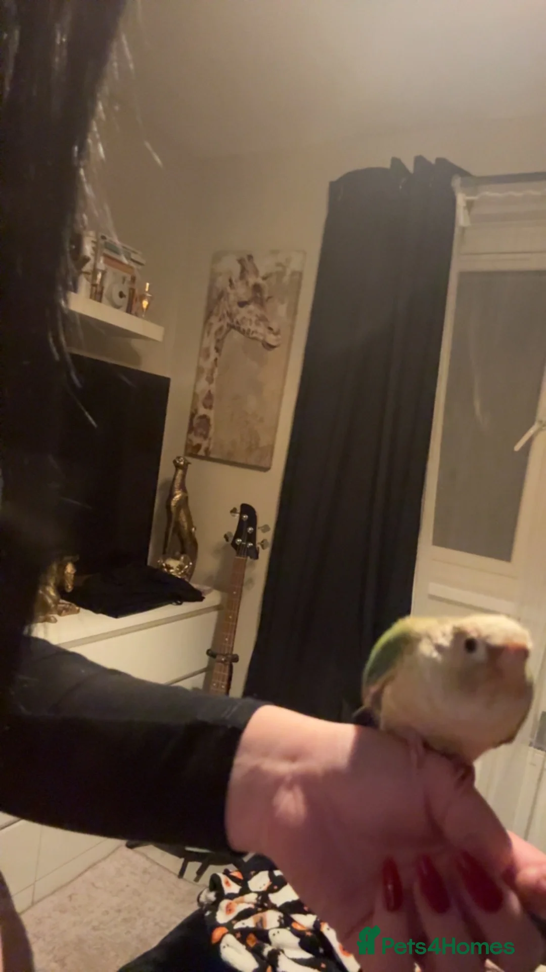 Conures birds for sale: Green Cheek Conure (Pineapple Turquoise) - Advert 2