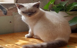 British Shorthair cats for sale: BSH Kitten - Male 5 Mth Old - Lilac Colourpoint - Image 2