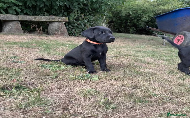Labrador Retriever dogs - Advert 16