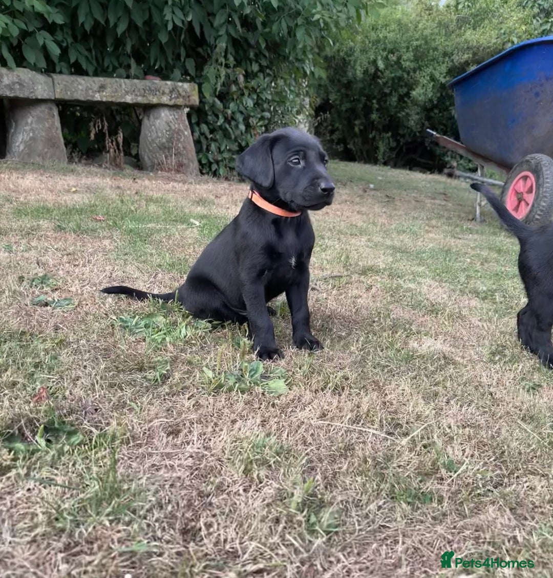 Labrador Retriever dogs for sale: Labrador puppy looking for his forever home  - Image 1