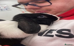 Mini Lop rabbits for sale: Toby and Lola - Image 4