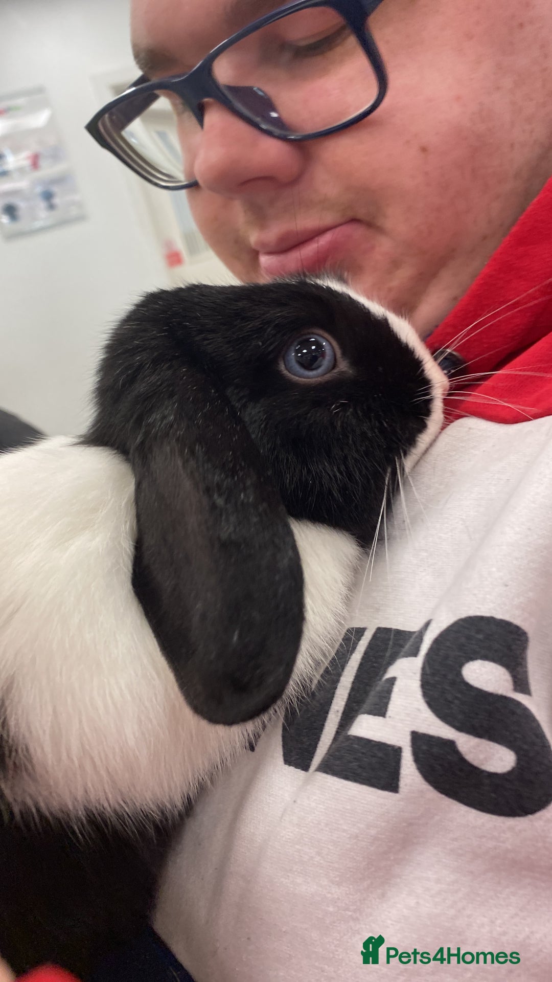 Mini Lop rabbits for sale: Toby and Lola - Image 4