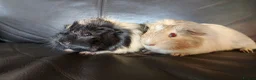 Guinea Pig rodents for sale: Guinea pig boars in Wrexham - Advert 2