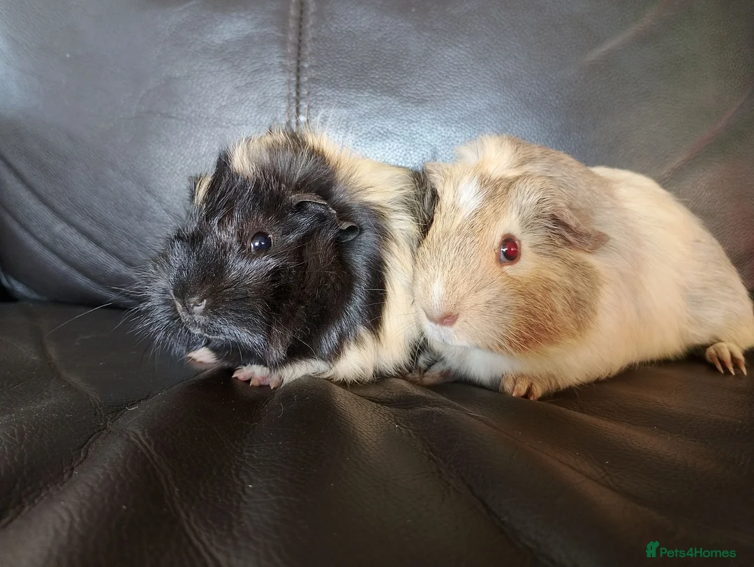 Guinea Pig rodents for sale: Guinea pig boars in Wrexham - Advert 2