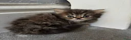 Persian cats for sale: 3 Cute Persian Kittens available Ready To Leave! in London - Advert 4