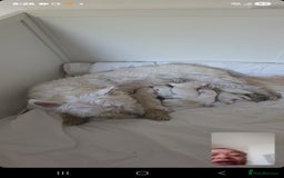 West Highland Terrier dogs for sale: West Highland Terrier's, Good pedigree  - Image 2