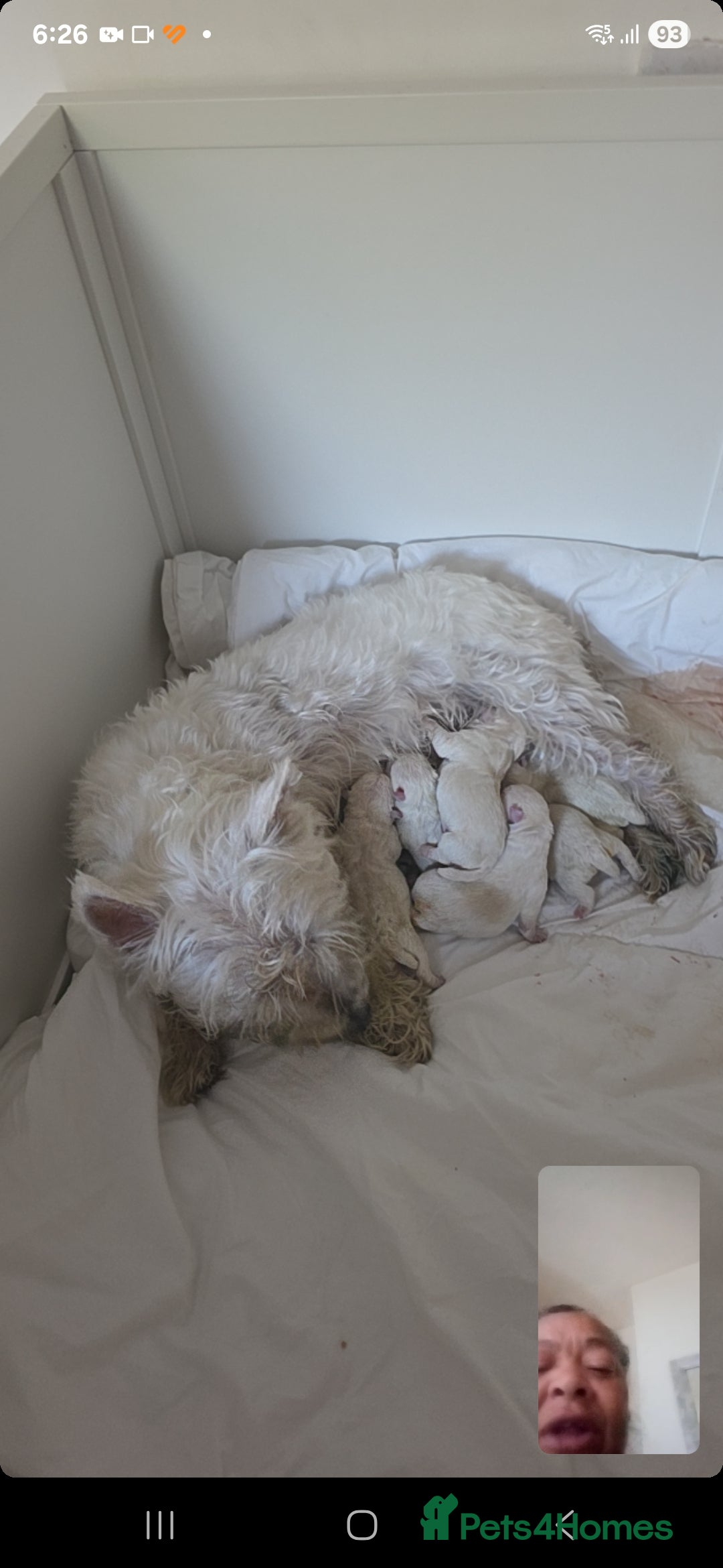 West Highland Terrier dogs for sale: West Highland Terrier's, Good pedigree  - Image 2