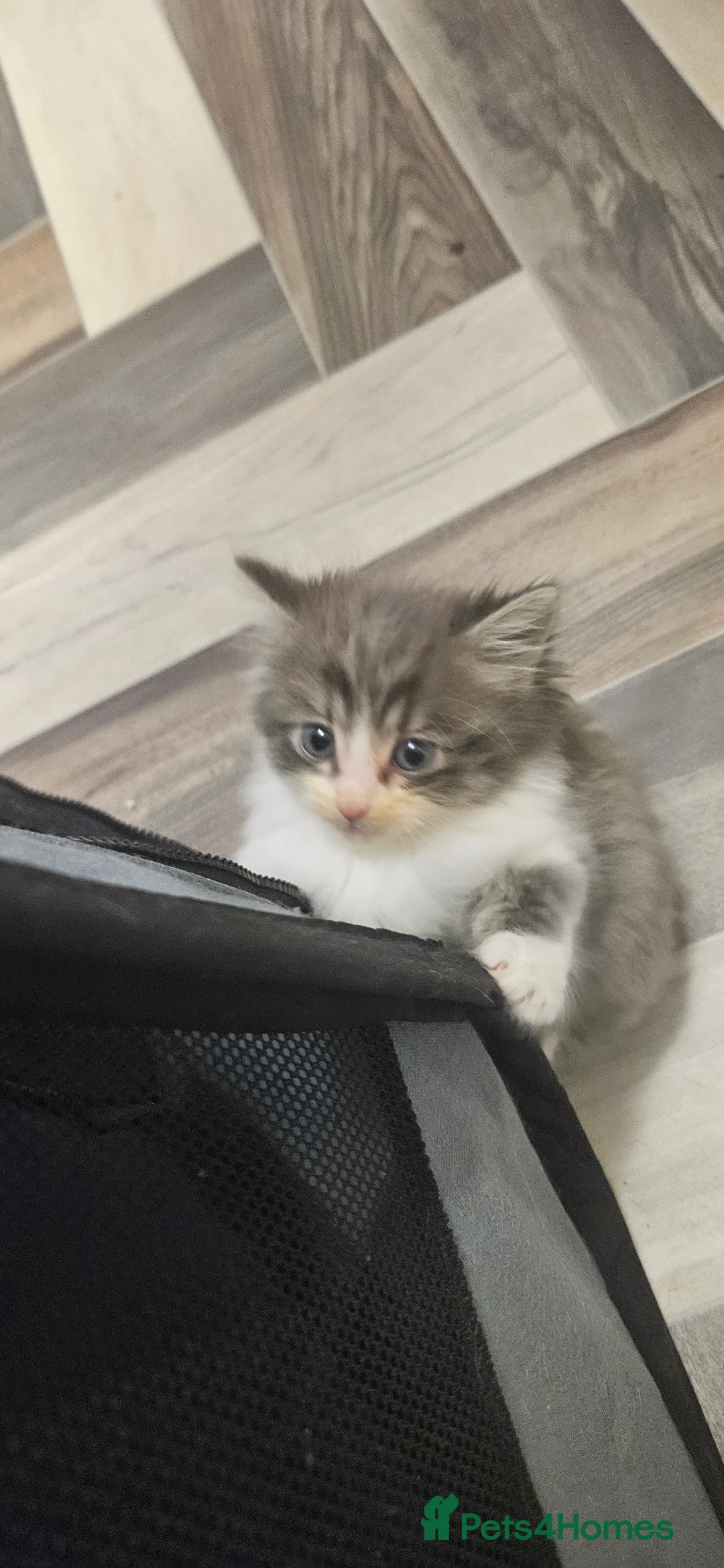 Mixed Breed cats for sale: Munchkin Kittens ready for their forever home - Advert 8