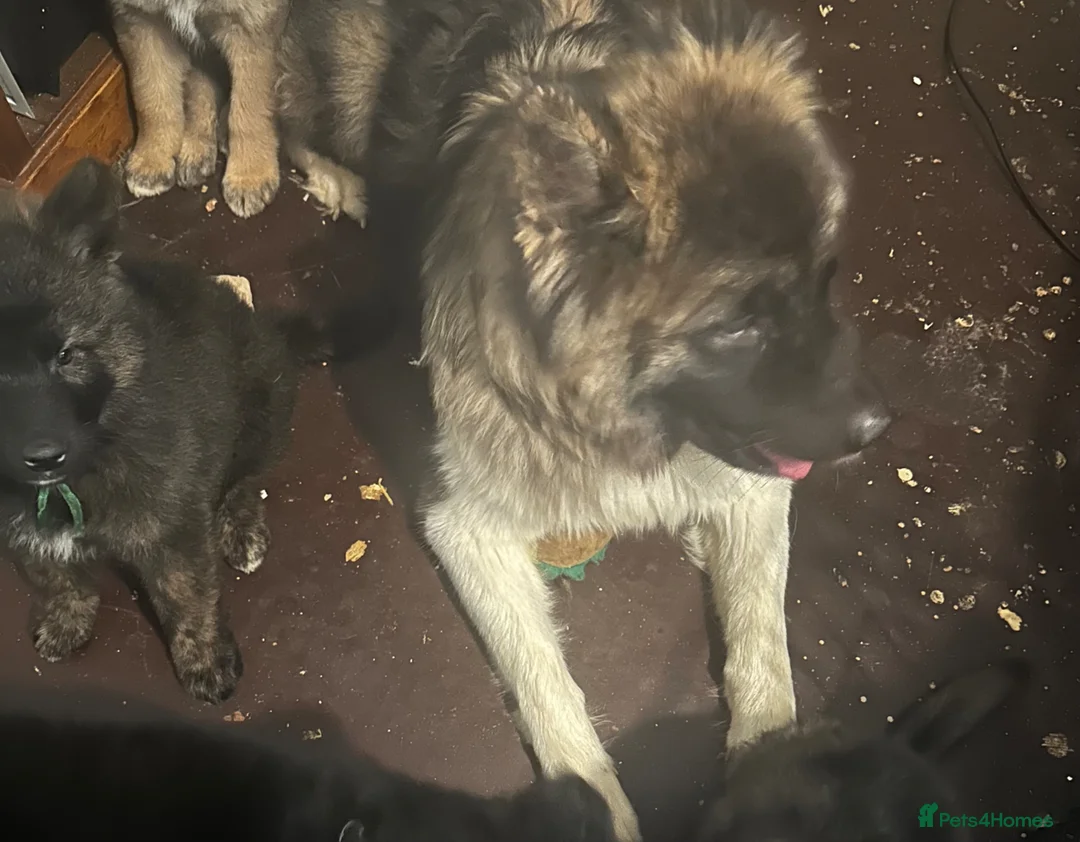 Mixed Breed dogs for sale: American Akita x German Shepherd puppies - Advert 5