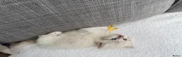 Ragdoll cats for sale: Blue lynx and blue bi colour beauties  - Advert 5