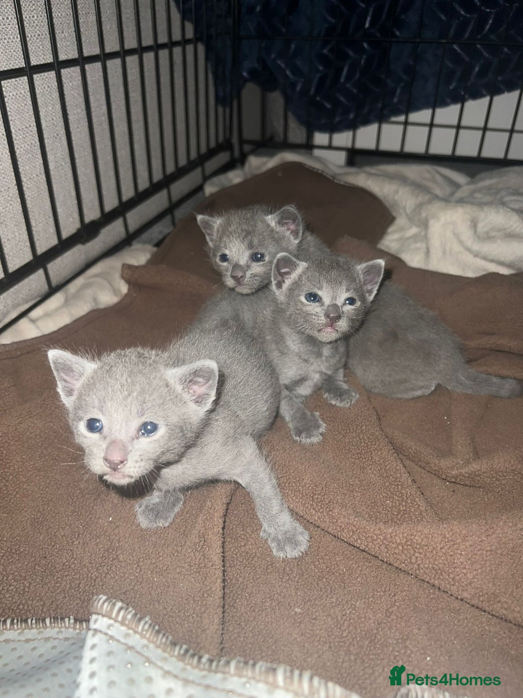 Russian Blue cats for sale: Gorgeous Championship Russian blue kittens  - Advert 17