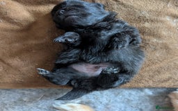 Pomeranian dogs for sale: ⭐⭐Gorgeous Pomeranian puppies⭐⭐ - Image 6