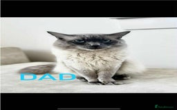 Ragdoll cats for sale: Ragdoll kitten - Image 9