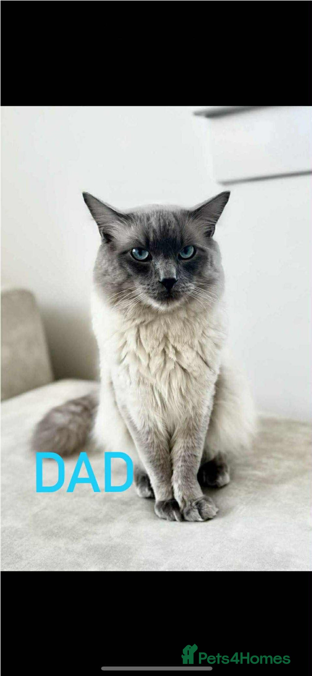 Ragdoll cats for sale: Ragdoll kitten - Image 9