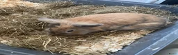 Mixed Breed rabbits for sale: Rabbit for sale  - Advert 3