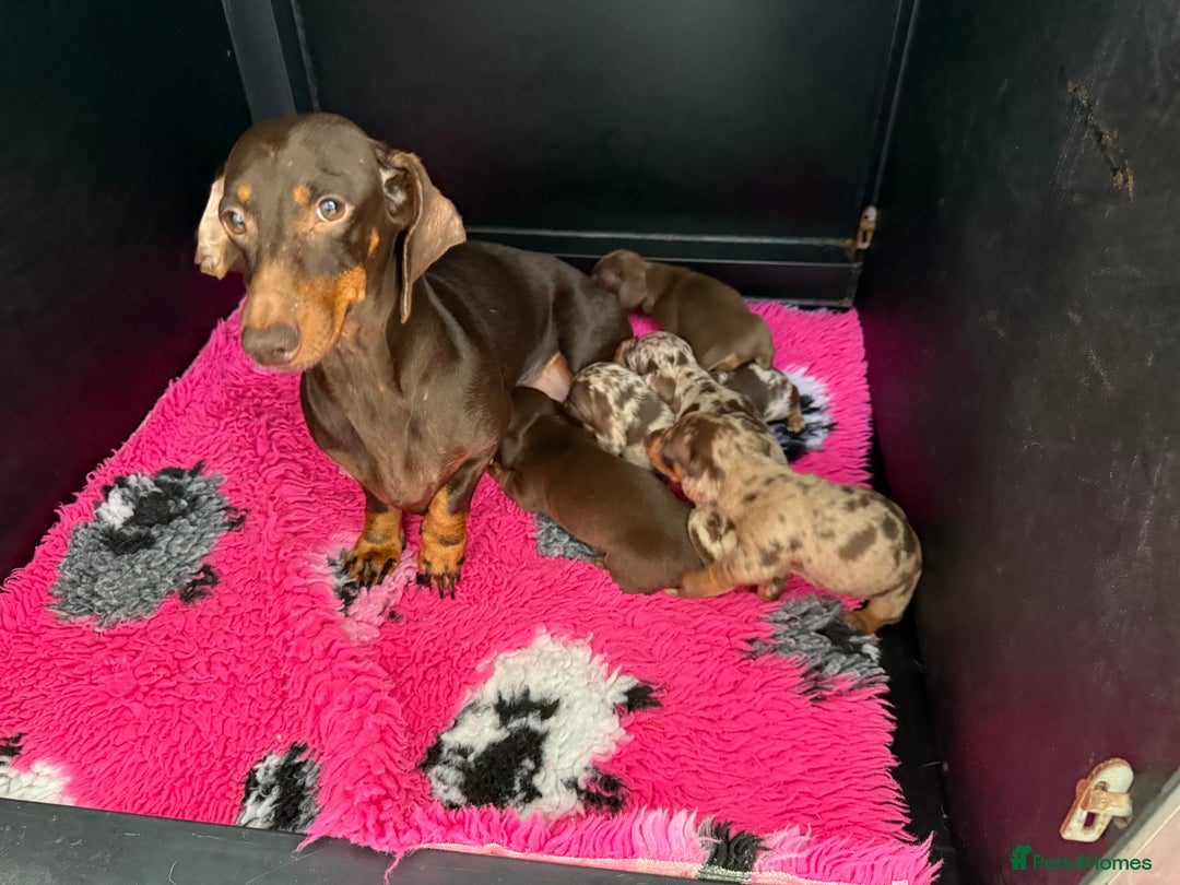 Dachshund dogs for sale: Miniature dachshund puppies  - Image 6
