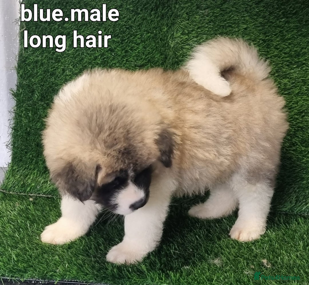 Akita dogs for sale: Akita pups - Advert 7