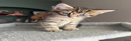 Mixed Breed cats for sale: 3 Gorgeous Tabby Boys available - Advert 11