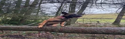 Belgian Shepherd Dog dogs for sale: Belgian malinois female - Advert 10