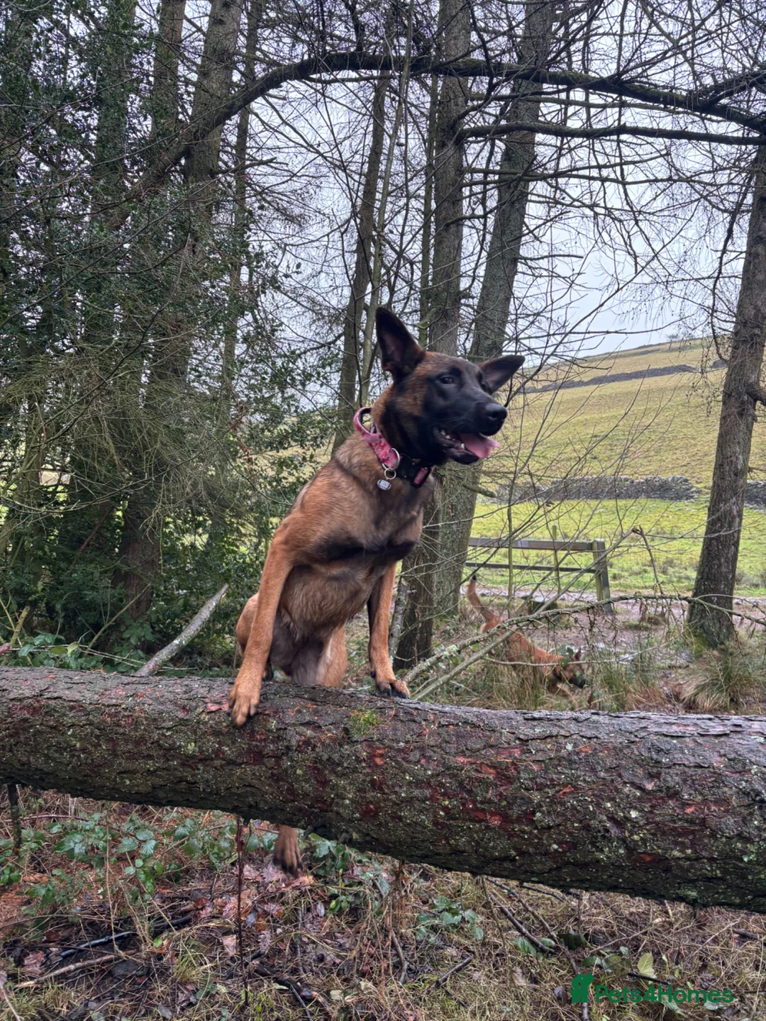 Belgian Shepherd Dog dogs for sale: Belgian malinois female - Advert 10