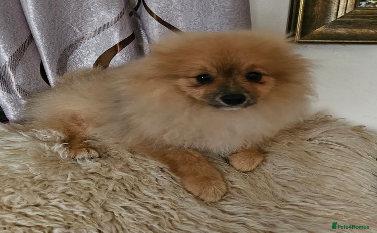 Pomeranian dogs - Advert 5