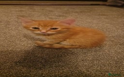 Mixed Breed cats for sale: Only one beautiful kitten remaining! - Image 9