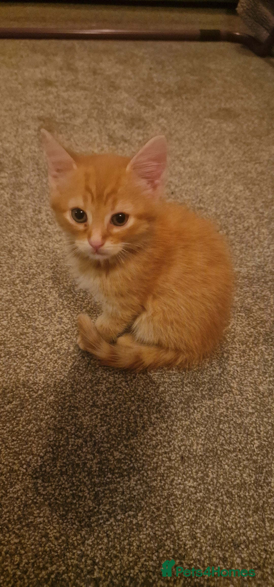 Mixed Breed cats for sale: Only one beautiful kitten remaining! - Image 9