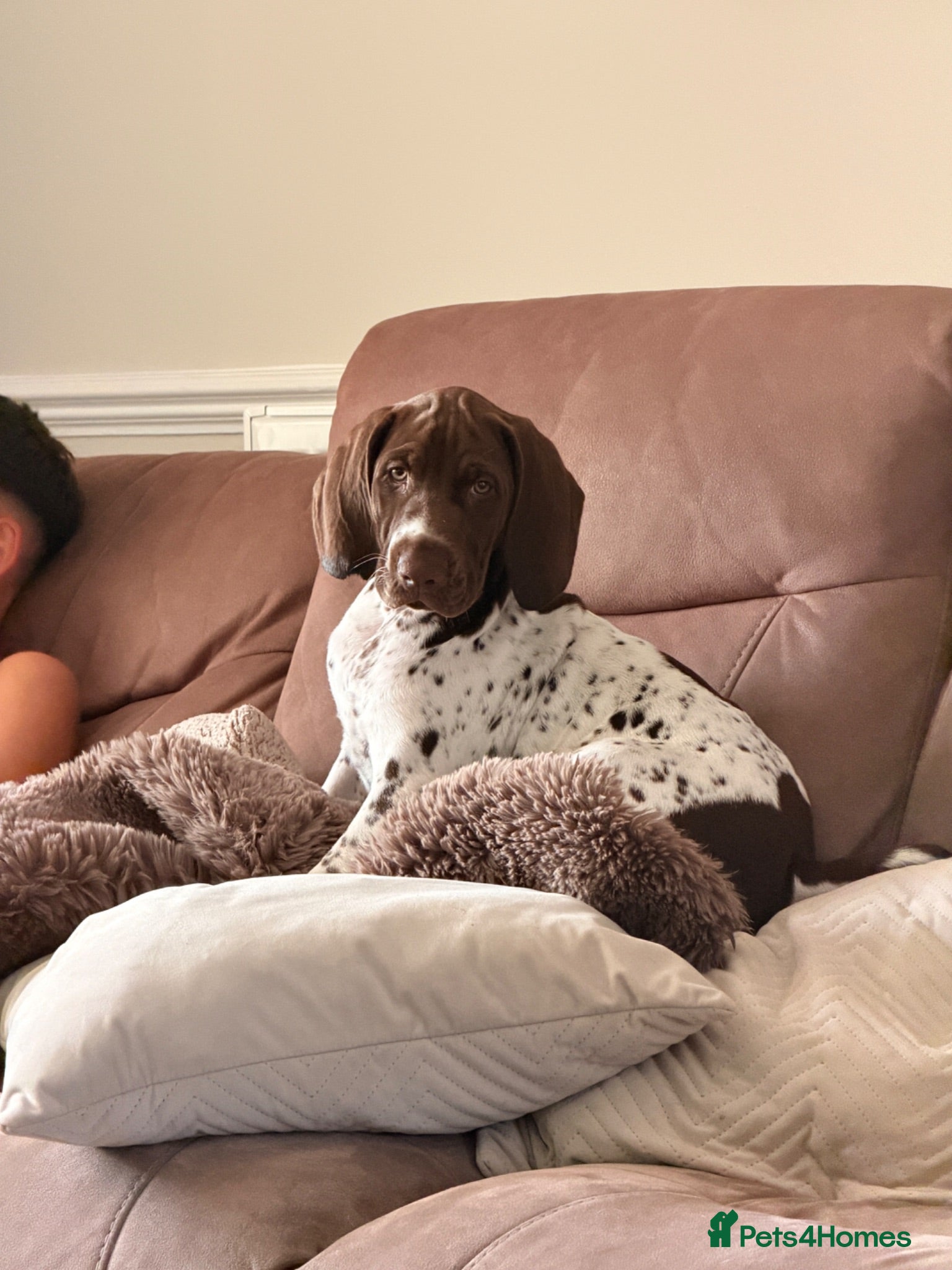 German Shorthaired Pointer dogs Ready to Leave 1 Male Left Otti 🐾🩵 - Advert 1