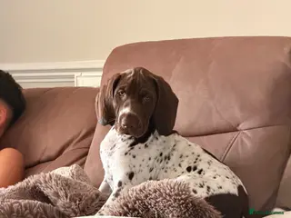 German Shorthaired Pointer dogs Ready to Leave 1 Male Left Otti 🐾🩵 - Advert 1