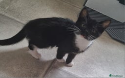 British Shorthair cats for sale: 3 beautiful kittens ready for forever homes - Image 3