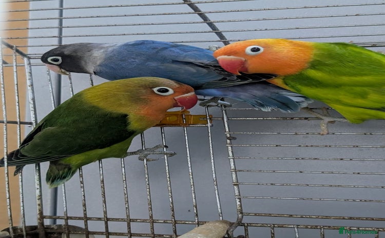 Lovebirds birds - Advert 3