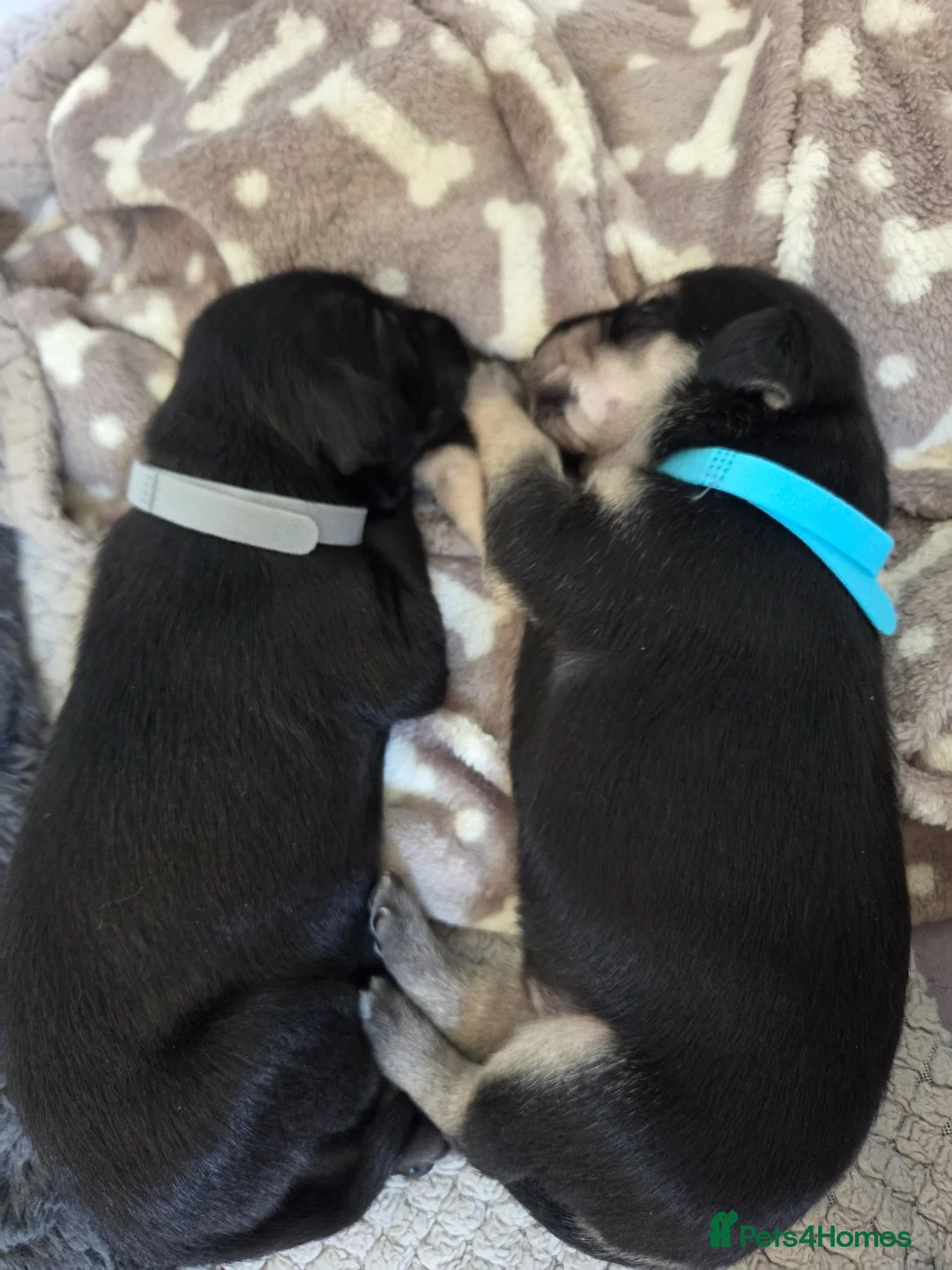 Mixed Breed dogs for sale: Bedlington whippet pups 🐶🐾 - Advert 9